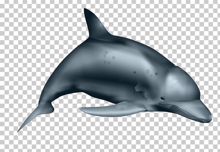 Dolphin PNG, Clipart, Animals, Common Bottlenose Dolphin, Desktop Wallpaper, Digital Image, Download Free PNG Download