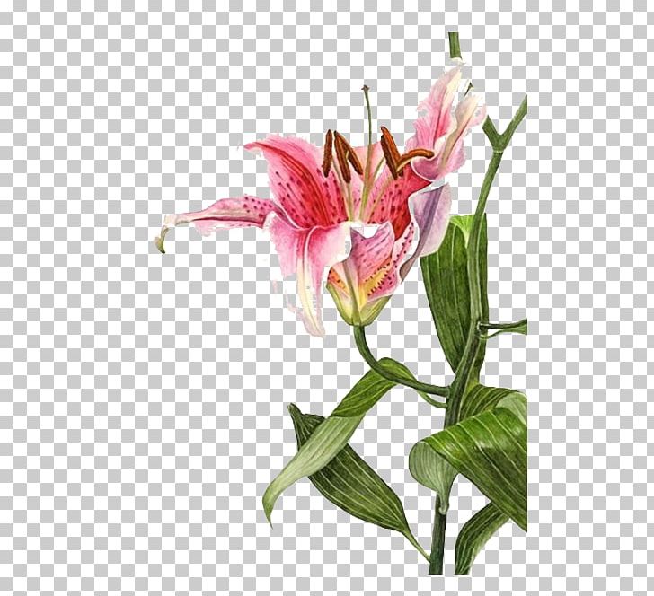 Lilium Bulbiferum Watercolor Painting Botanical Illustration Drawing PNG, Clipart, Art, Botany, Floral Design, Flower, Flowering Plant Free PNG Download