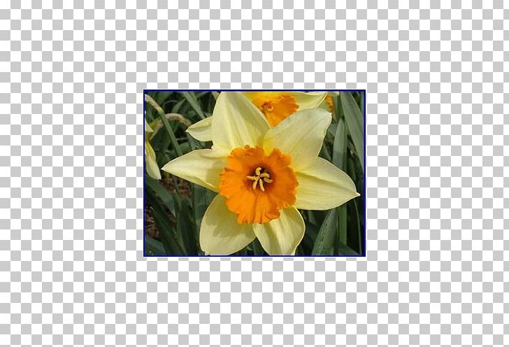 Narcissus Petal PNG, Clipart, Amaryllis Family, Flora, Flower, Flowering Plant, Narcissus Free PNG Download