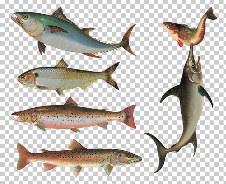 Sardine Goldfish Common Carp Actinopterygii PNG, Clipart, Actinopterygii, Animals, Bonito, Bony Fish, Bony Fishes Free PNG Download