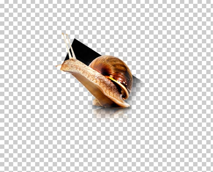 Snail Computer File PNG, Clipart, Adobe Illustrator, Animals, Download, Drawing, Encapsulated Postscript Free PNG Download
