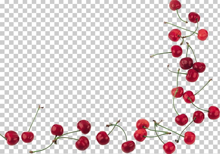 Cherry Cerasus PNG, Clipart, Branch, Cerasus, Cherry, Computer Icons, Encapsulated Postscript Free PNG Download