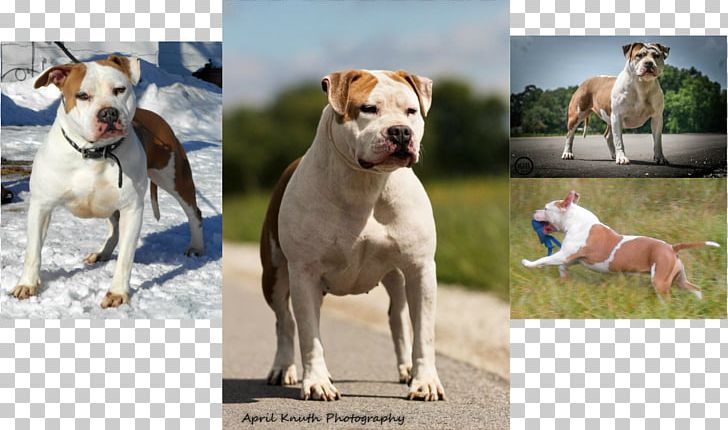 Dog Breed American Staffordshire Terrier American Pit Bull Terrier American Bulldog PNG, Clipart, American Bulldog, American Pit Bull Terrier, American Staffordshire Terrier, Breed, Bulldog Free PNG Download
