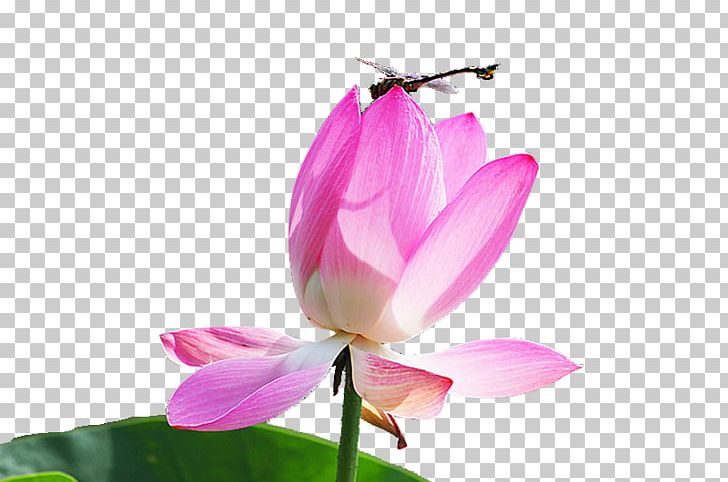 Nelumbo Nucifera Pink Euclidean PNG, Clipart, Aquatic Plant, Blossom, Designer, Download, Dragonfly Free PNG Download