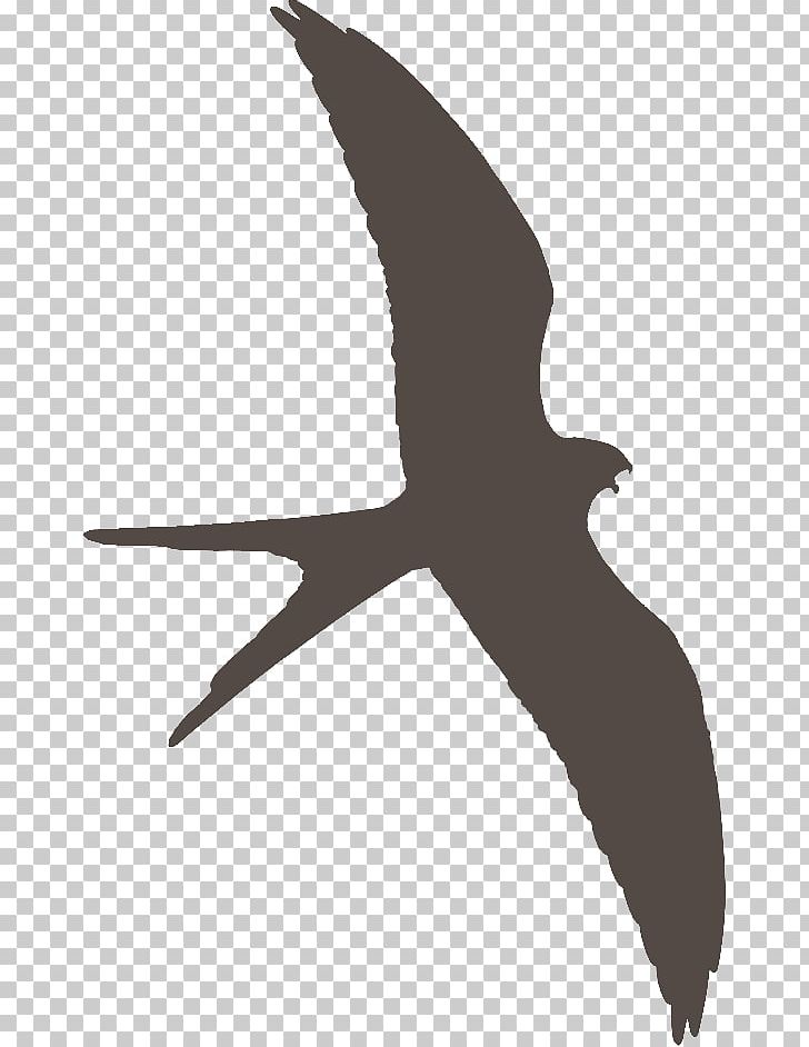 Beak Seabird Shorebirds Water Bird PNG, Clipart, Animals, Beak, Bird, Black, Black And White Free PNG Download