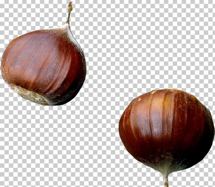 Chestnut PhotoScape GIMP Blog PNG, Clipart, Auglis, Autumn, Blog, Chestnut, Element Free PNG Download