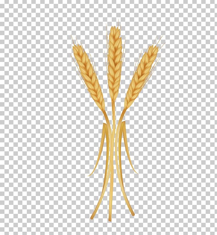 Emmer Einkorn Wheat Spelt PNG, Clipart, Cereal, Christmas Decoration, Decor, Decorative, Emmer Free PNG Download