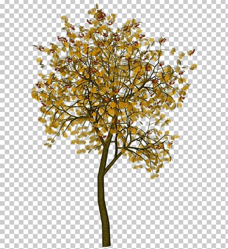 Tree Autumn Photography PNG, Clipart, Autumn Leaf Color, Book, Book Icon, Books, Branch Free PNG Download