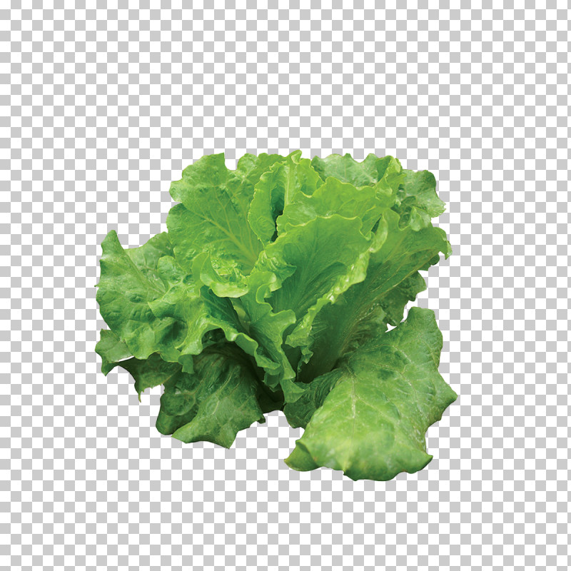 Leaf Leaf Vegetable Lettuce Vegetable Plant PNG, Clipart, Blue Sow Thistle, Flower, Food, Iceburg Lettuce, Leaf Free PNG Download