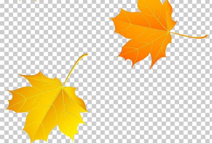 Autumn Maple Leaf PNG, Clipart, Autumn, Autumn Tree, Color, Computer Wallpaper, Deciduous Free PNG Download