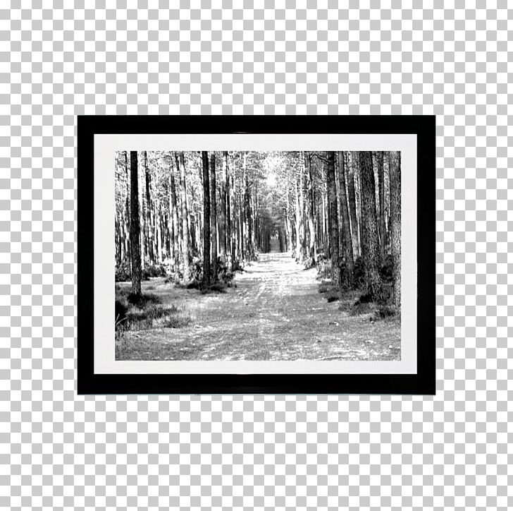 Bayou Frames Tree Forest Wood PNG, Clipart, Bayou, Black And White, Forest, M083vt, Monochrome Free PNG Download