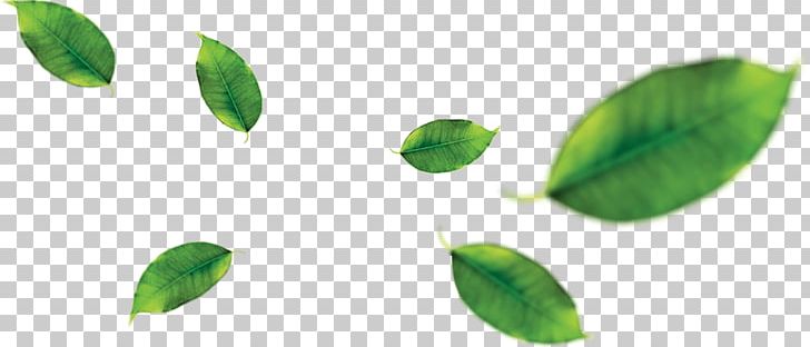 Green Tea Leaf Juice Orange PNG, Clipart, Banana Leaf, Drink, Food, Food Drinks, Fruit Free PNG Download