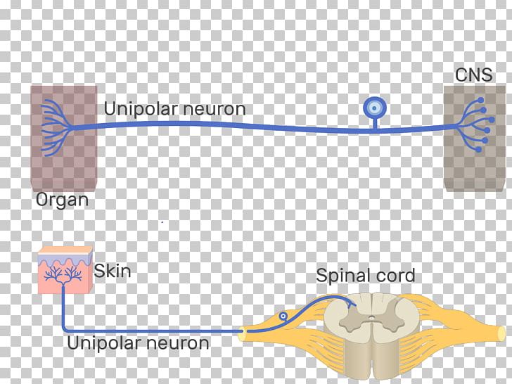 Pseudounipolar Neuron Multipolar Neuron Bipolar Neuron PNG, Clipart, Afferent Nerve Fiber, Angle, Area, Axon, Bipolar Neuron Free PNG Download