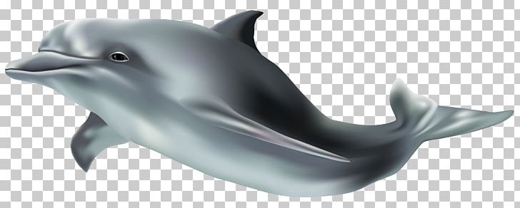 Common Bottlenose Dolphin Wholphin Tucuxi PNG, Clipart, Bottlenose Dolphin, Clipart, Desktop Wallpaper, Dolphin, Fauna Free PNG Download