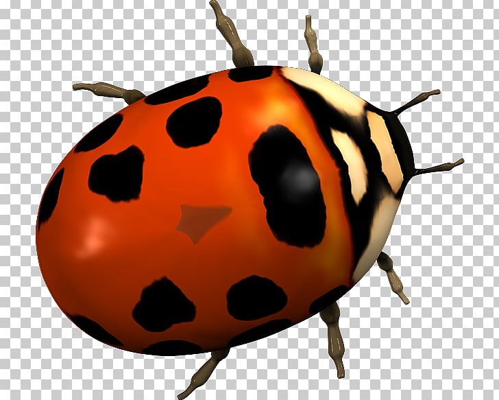 Ladybird Beetle 2403 (عدد) PNG, Clipart, 2017, Animals, Arthropod, Beetle, Blog Free PNG Download