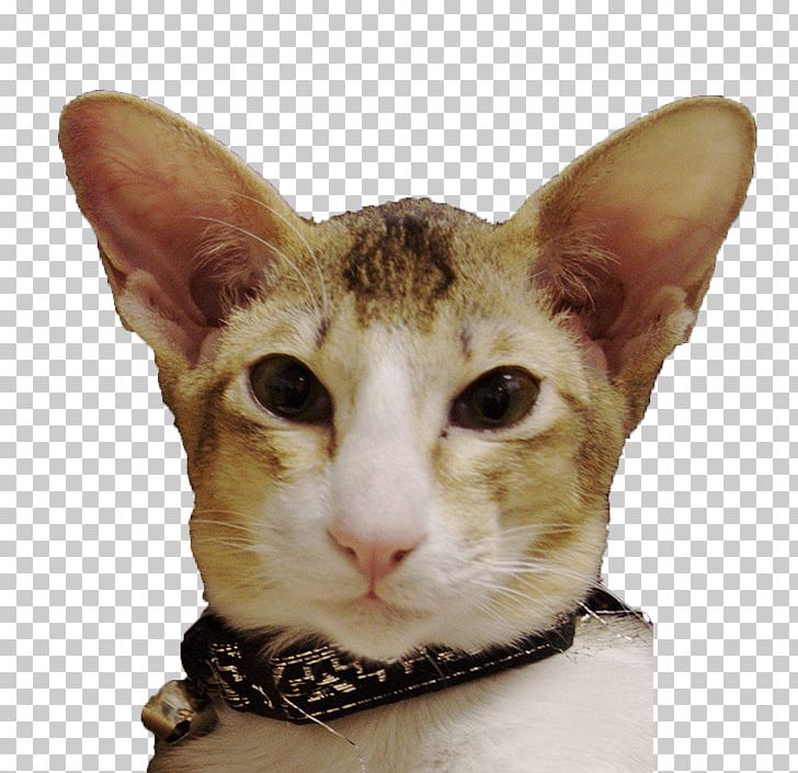 Oriental Shorthair German Rex European Shorthair Cornish Rex