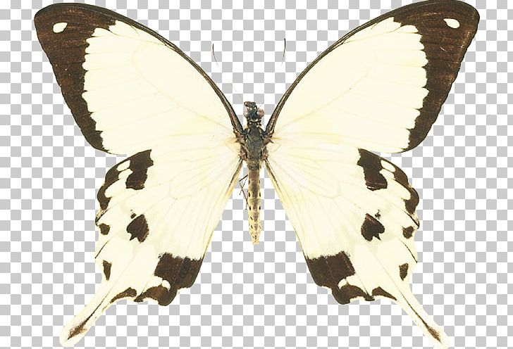Swallowtail Butterfly Insect Papilio Machaon Butterfly House PNG, Clipart, Bombycidae, Brown, Brush Footed Butterfly, Insects, Lycaenid Free PNG Download