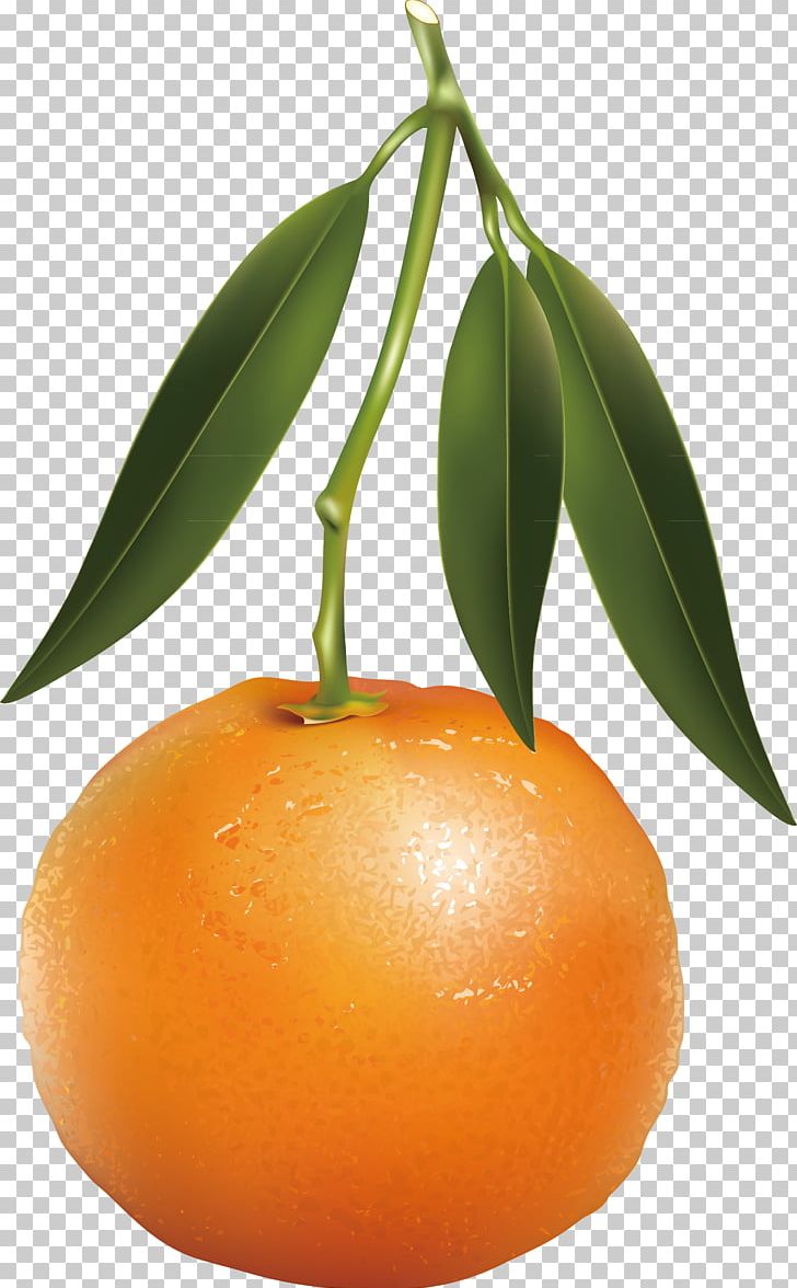 Tangerine Mandarin Orange Fruit Illustration PNG, Clipart, Calamondin, Christmas Decoration, Citrus, Decorative, Food Free PNG Download