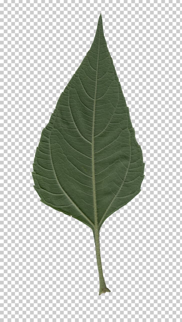 Leaf PNG, Clipart, Artichokes, Leaf, Plant Free PNG Download