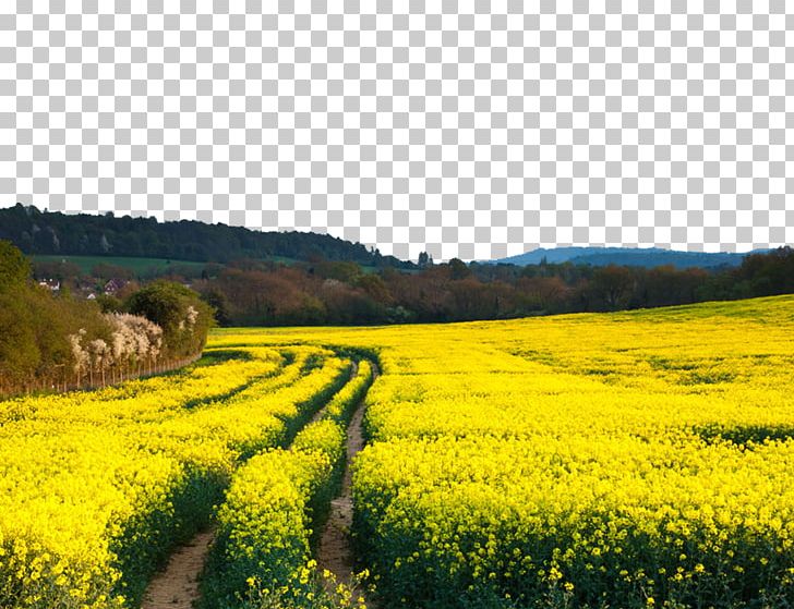 Rapeseed Canola Flower Field Stock Photography PNG, Clipart, Agriculture, Beautiful, Beautiful Scenery, Brassica Rapa, Canola Flower Free PNG Download