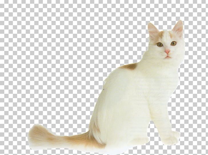 Turkish Van Turkish Angora Van Cat British Shorthair British Longhair PNG, Clipart, American Wirehair, Animals, Breed, Burmilla, Carnivoran Free PNG Download