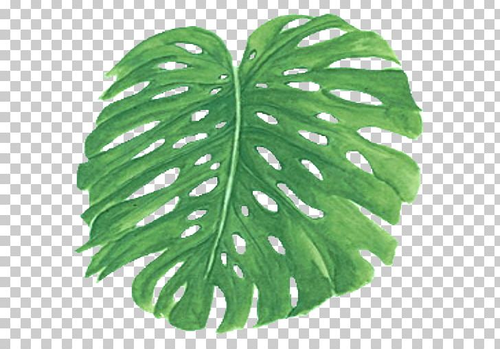 Leaf Frond Arecaceae PNG, Clipart, Arecaceae, Clip Art, Com, Desktop Computers, Easter Free PNG Download