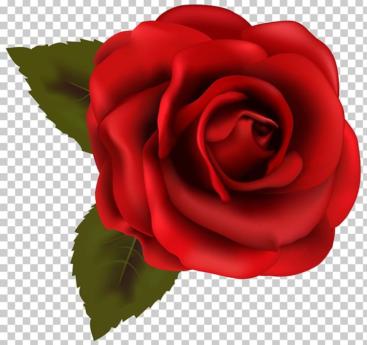 Rose Drawing PNG, Clipart, China Rose, Clip, Closeup, Color, Cut Flowers Free PNG Download