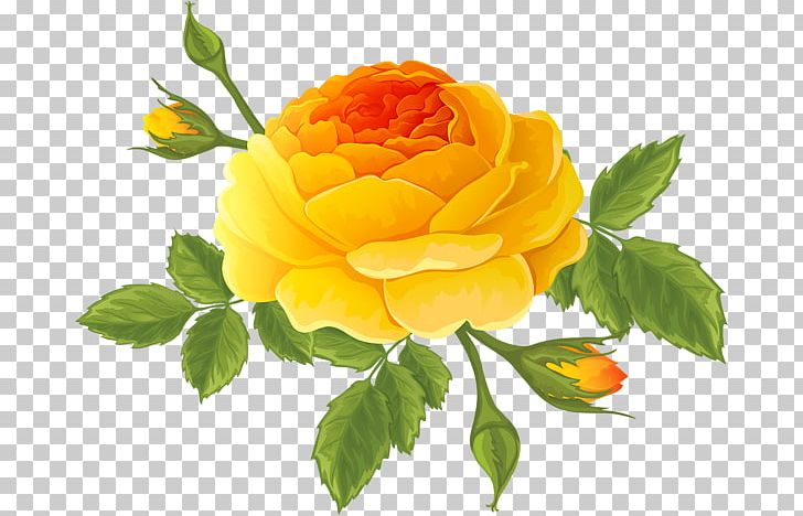 Centifolia Roses Flower Floral Design Art PNG, Clipart, Art, Bud, Centifolia Roses, Clip, Cut Flowers Free PNG Download