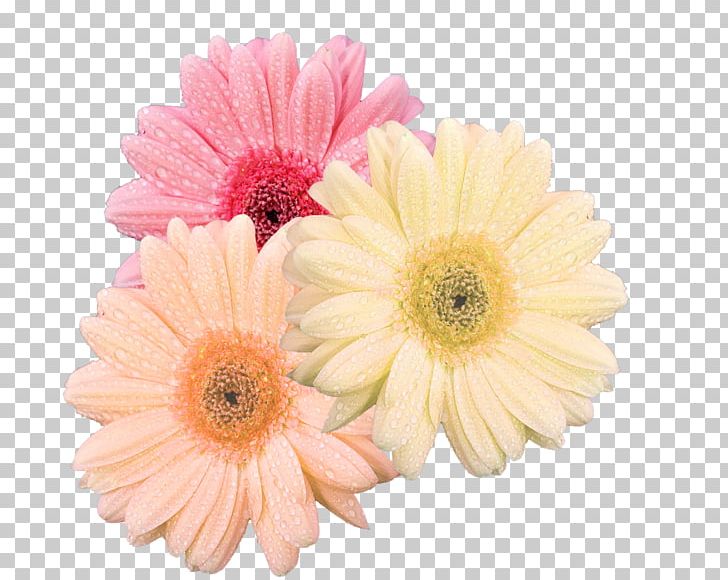 Chrysanthemum Transvaal Daisy Cut Flowers Floral Design PNG, Clipart, Artificial Flower, Chrysanthemum Chrysanthemum, Chrysanthemums, Daisy Family, Flower Free PNG Download