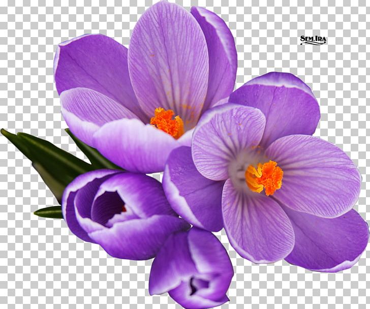 Crocus Portable Network Graphics Graphics PNG, Clipart, Crocus, Download, Flower, Flowering Plant, Graphic Design Free PNG Download