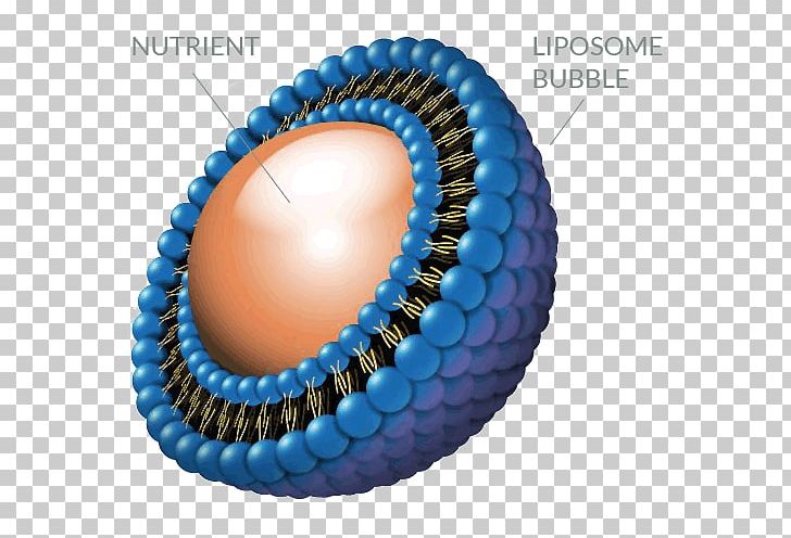 Liposome Technology Dietary Supplement Liposome Technology Nutrient PNG, Clipart, Bead, Biological Membrane, Cell Membrane, Electronics, Fashion Accessory Free PNG Download