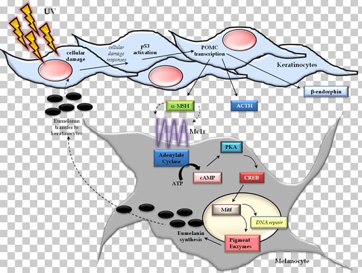 Melanocyte-stimulating Hormone Melanocortin 1 Receptor Cell Melanosome PNG, Clipart, Area, Cartoon, Cell, Diagram, Dna Damage Free PNG Download