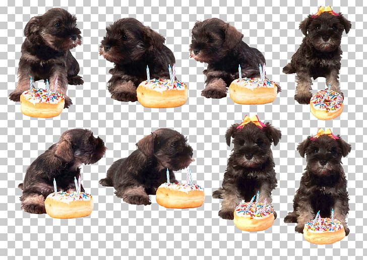 Puppy Havanese Dog Schnoodle Maltese Dog Bolognese Dog PNG, Clipart, Animal, Animals, Carnivoran, Companion Dog, Dog Breed Free PNG Download