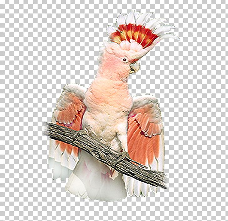 Sulphur-crested Cockatoo Budgerigar Macaw Bird PNG, Clipart,  Free PNG Download