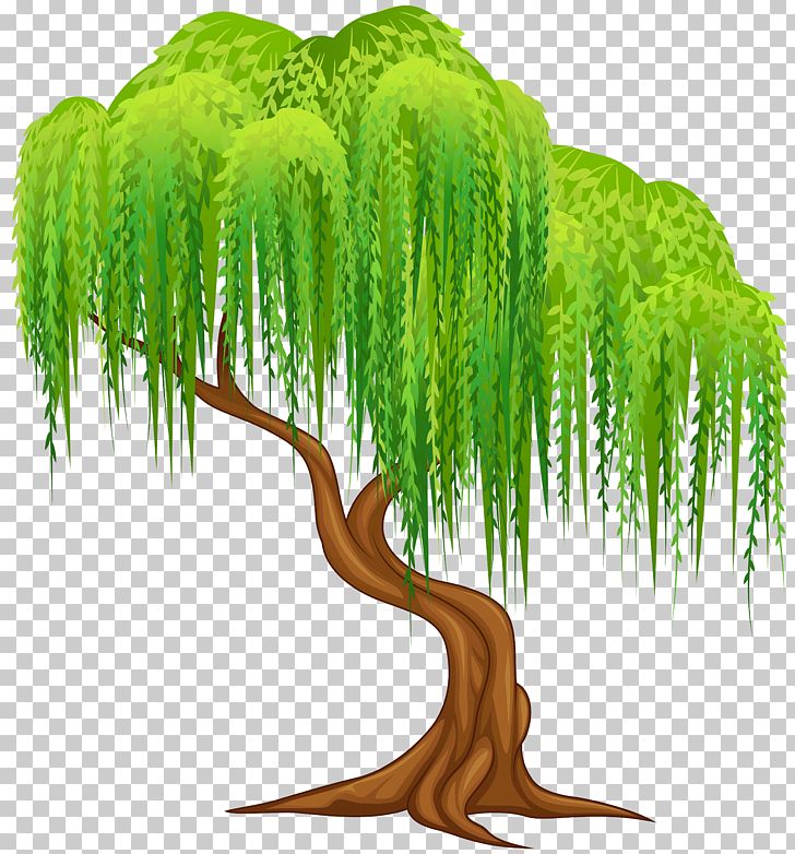 Weeping Willow Tree Wall Decal PNG, Clipart, Branch, Cartoon, Catkin, Clip Art, Clipart Free PNG Download