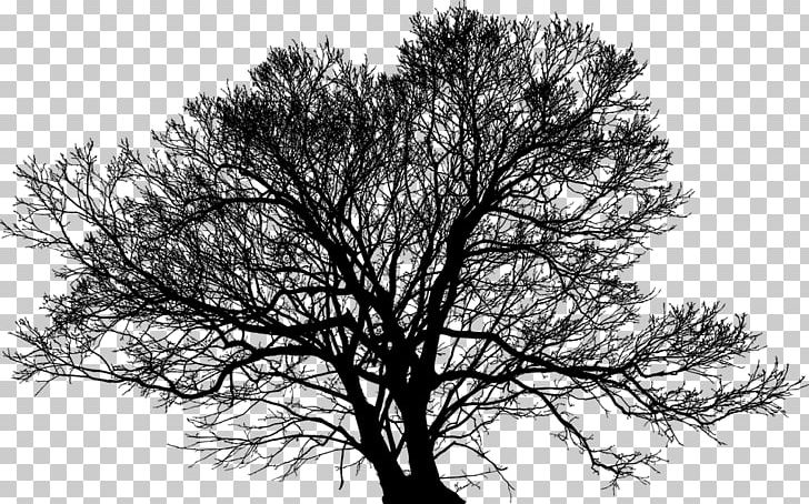 Church Of Trees Desktop PNG, Clipart, Black And White, Branch, Church, Clip Art, Computer Icons Free PNG Download