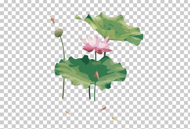 Nelumbo Nucifera PNG, Clipart, Aquarium Fish, Aquatic Plant, Chinese Painting, Chinoiserie, Euclidean Vector Free PNG Download