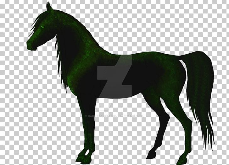 Stallion Mane Foal Mare Mustang PNG, Clipart, Arab Girl, Bridle, Colt, English Riding, Equestrian Free PNG Download