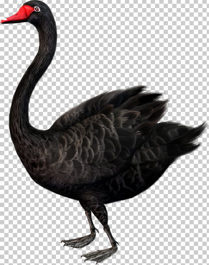 The Black Swan: The Impact Of The Highly Improbable Cygnini Black Swan Theory PNG, Clipart, Animal, Animals, Bird, Black, Canadian Goose Free PNG Download