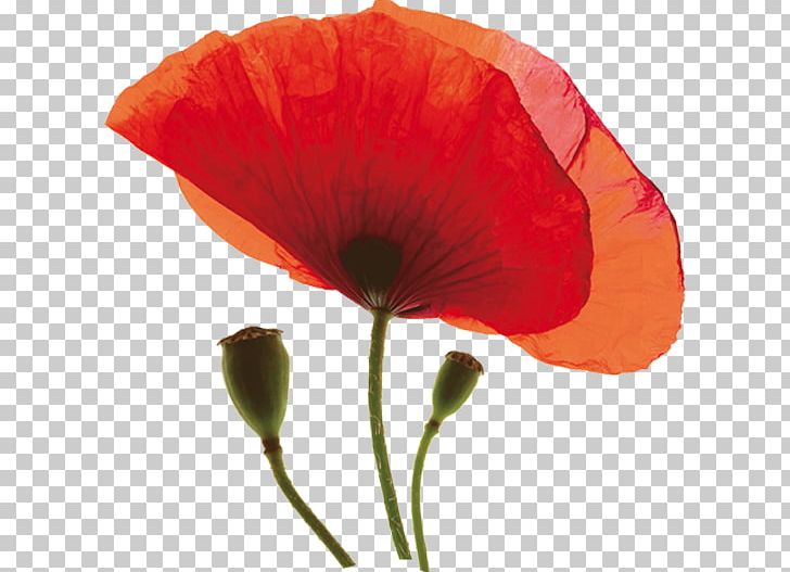 Common Poppy Opium Poppy Flower Plant PNG, Clipart, Common Poppy, Coquelicot, Cut Flowers, Flower, Flowering Plant Free PNG Download