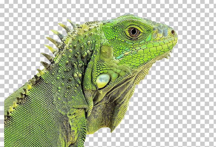 Green Iguana Reptile Lizard Chameleons Snake PNG, Clipart, Animals, Australian Water Dragon, Cartoon Lizard, Chinese Water Dragon, Close Free PNG Download