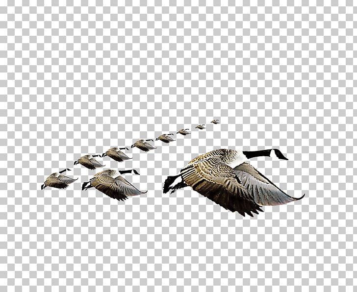 Swan Goose Bird Domestic Goose PNG, Clipart, Animation, Beak, Bird, Cartoon,  Dayan Free PNG Download