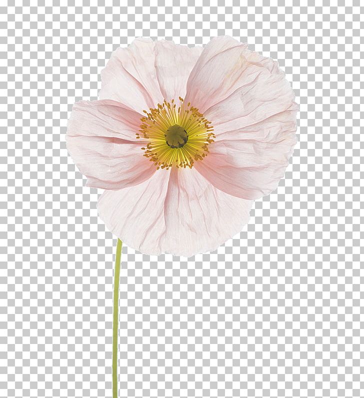 Flower Floral Design Photography Poppy Photographer PNG, Clipart, Art, Cut Flowers, Daisy Family, Fineart Photography, Floral Design Free PNG Download