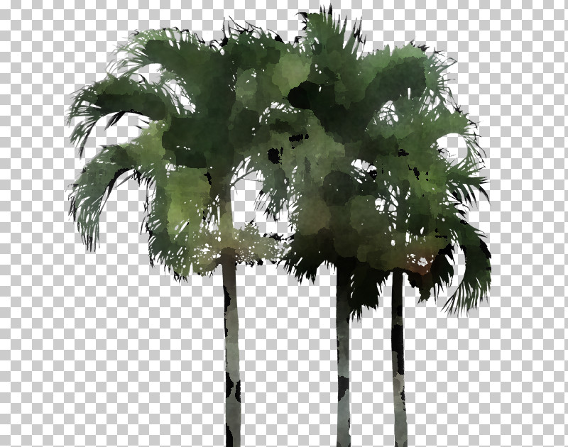 Palm Tree PNG, Clipart, Arecales, Flower, Leaf, Palm Tree, Plane Free PNG Download