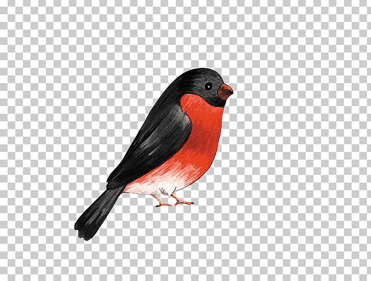 Finches Eurasian Bullfinch Bird PNG, Clipart, Animals, Beak, Bird, Cardinal, Drawing Free PNG Download