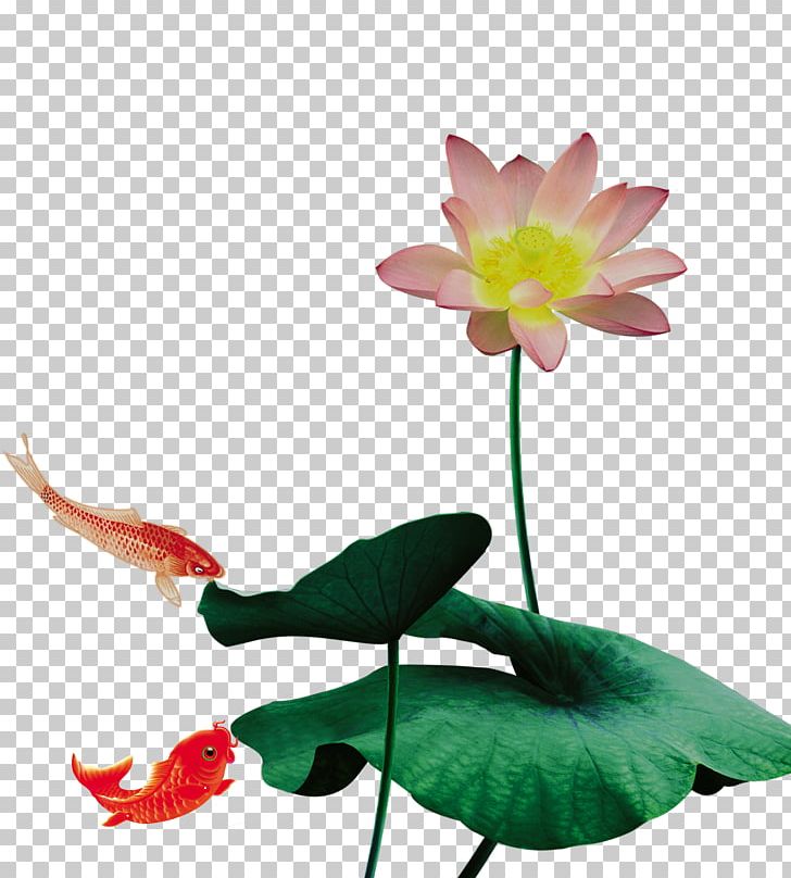 Nelumbo Nucifera Raster Graphics PNG, Clipart, Aquatic Plant, Carp, Download, Flora, Flower Free PNG Download