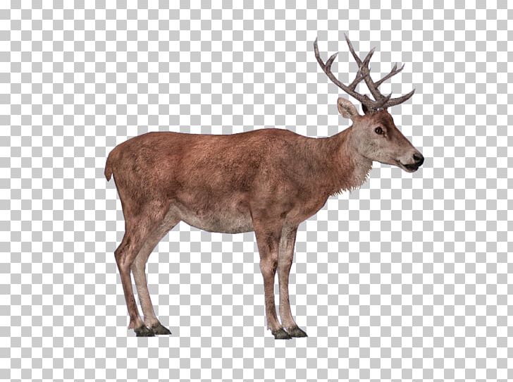 Zoo Tycoon 2 Reindeer Red Deer Elk PNG, Clipart, Antler, Cartoon, Cervus, Chevrotain, Deer Free PNG Download