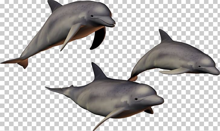 Common Bottlenose Dolphin PNG, Clipart, Animals, Bottlenose Dolphin, Digital, Dolphin, Fauna Free PNG Download