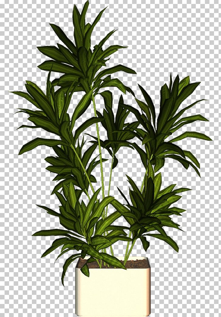 Flowerpot Plant Arecaceae PNG, Clipart, Arecaceae, Arecales, Bitki Resimleri, Download, Evergreen Free PNG Download