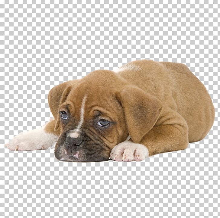 Puppy Boxer Cat Food Veterinarian Dog Food PNG, Clipart, Animal, Animals, Boxer, Breed, Carnivoran Free PNG Download